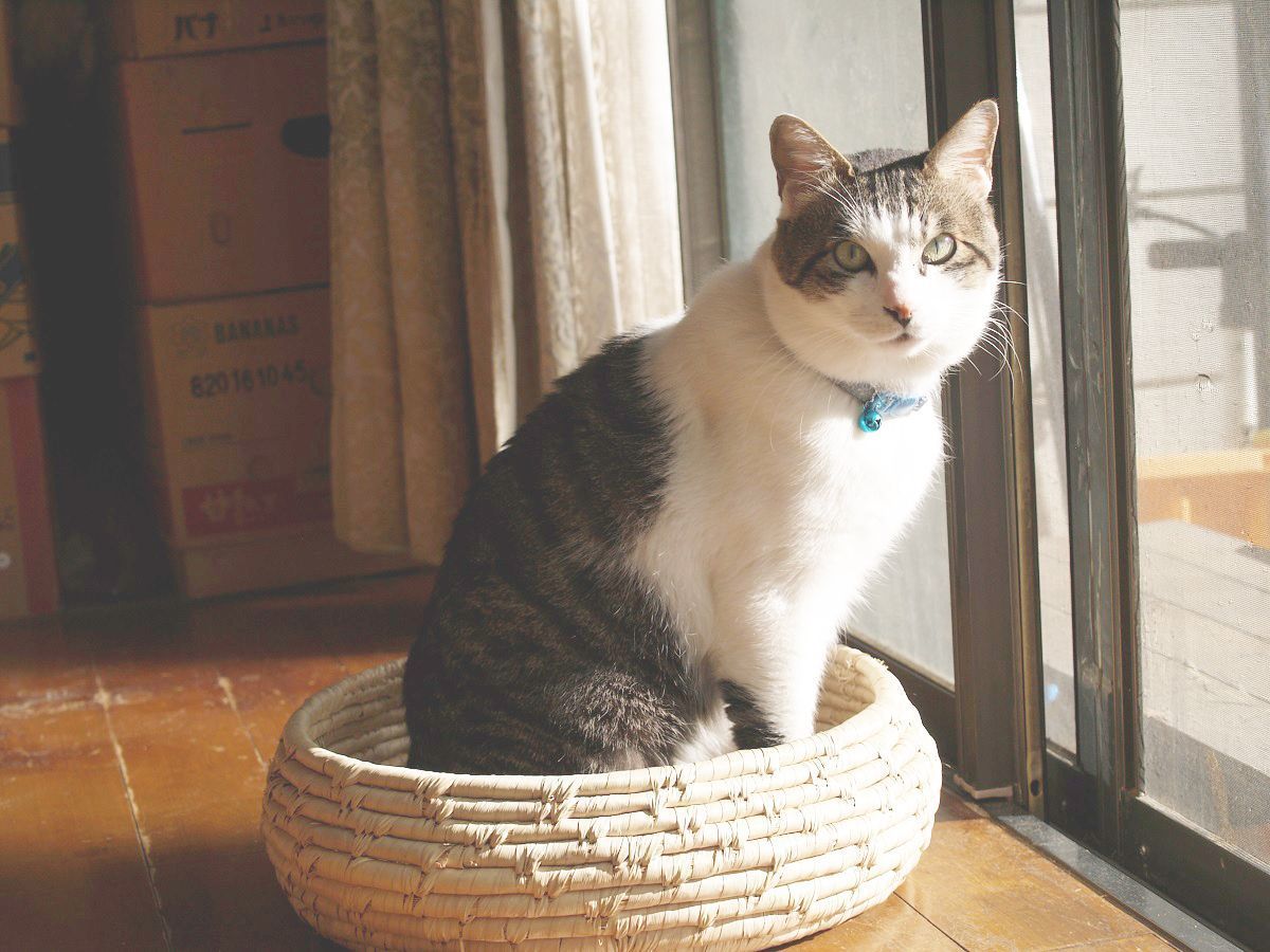 わが家の猫ポンタくんが 2週間家出をしたときの話 ファンファン福岡
