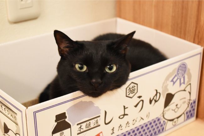 猫の魅力は肉球にあり 色も触り心地も 十猫十色 ファンファン福岡