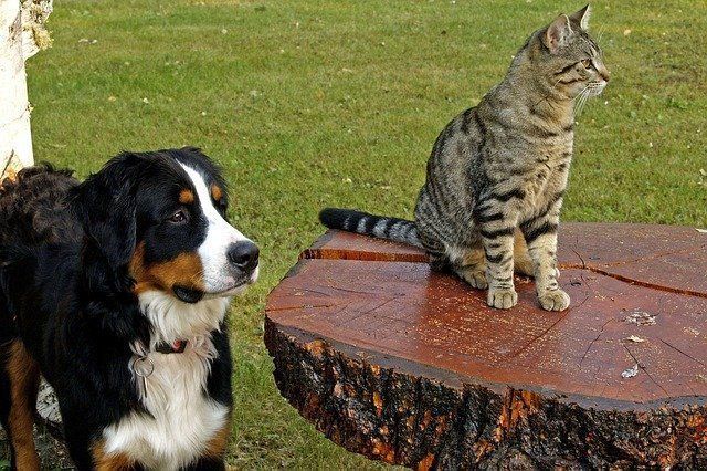 犬と猫は天敵 犬を猫に慣らすためのわが家の方法とは ファンファン福岡